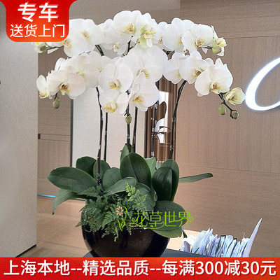 特级大花蝴蝶兰盆栽上海送货上门