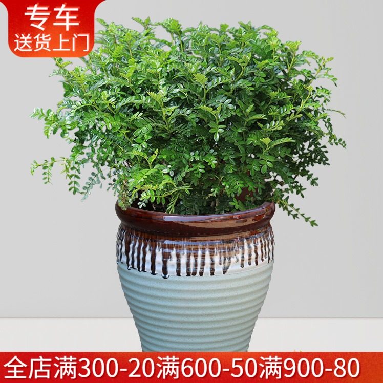 盆栽世界价格 盆栽世界图片 星期三