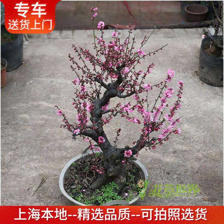 红梅花盆景带花出售耐寒年宵花卉