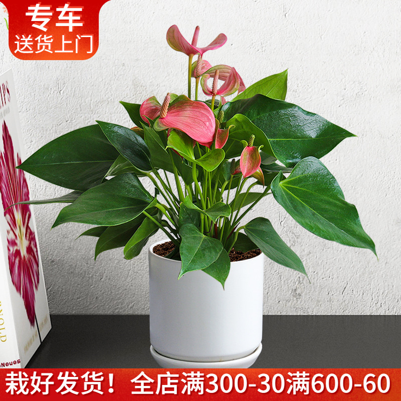 粉掌盆栽室内观花植物花期四季净化空气办公桌面茶几窗台阳台花卉