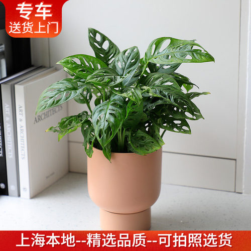 仙洞龟背竹盆栽室内净化空气植物