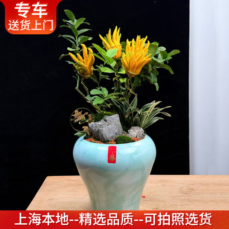 带果出售佛手盆栽金佛手观果植物