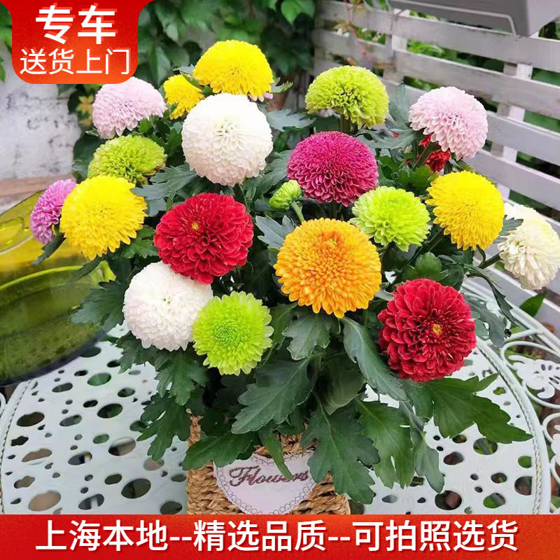 乒乓菊盆栽 带花出售 观花植物盆景室内阳台窗台户外庭院绿植花卉