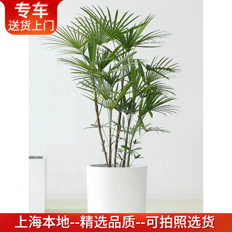 金山棕盆栽棕竹耐阴室内绿植好养