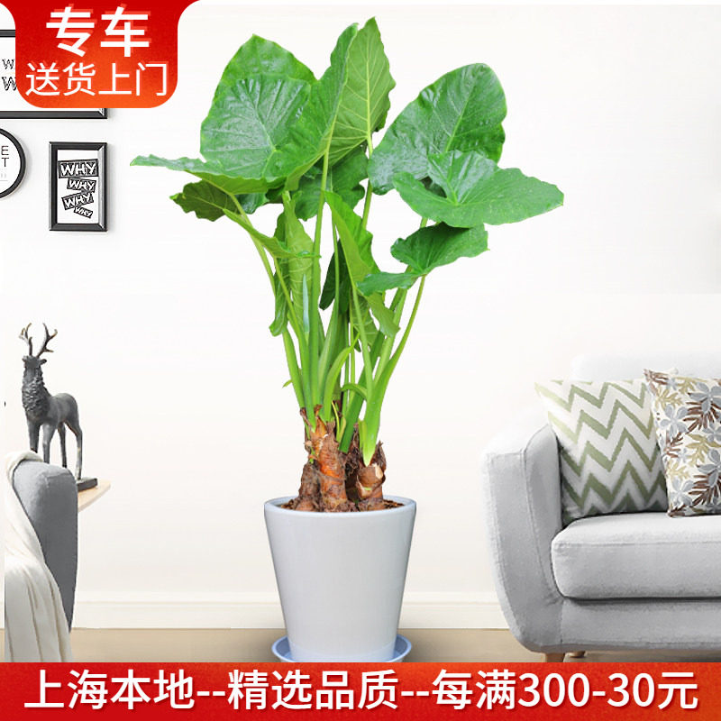 滴水观音盆栽霸王芋大型植物净化空气室内绿植办公室客厅阳台绿化