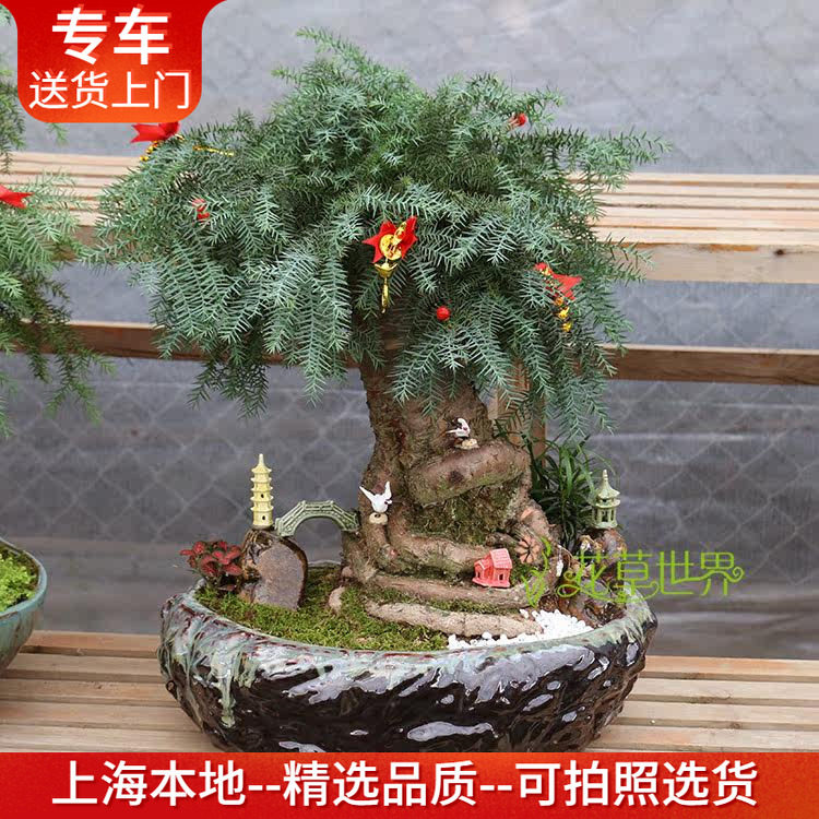 澳洲杉盆景盆栽室内办公室