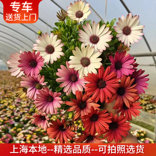 南非万寿菊盆栽 又名蓝目菊 耐晒耐寒花卉多年生阳台户外庭院绿植