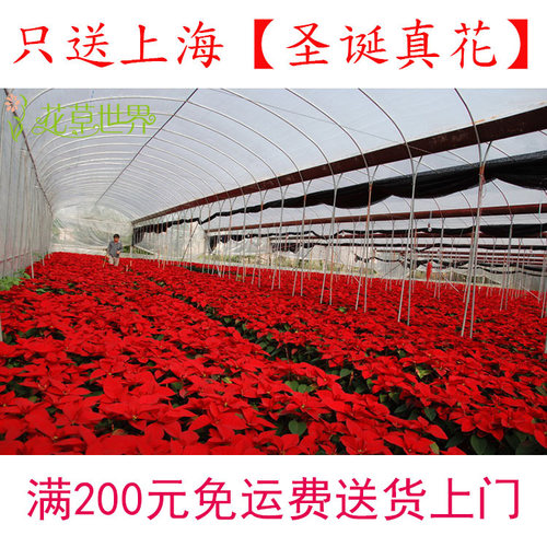 【鲜活真花】圣诞花盆栽一品红