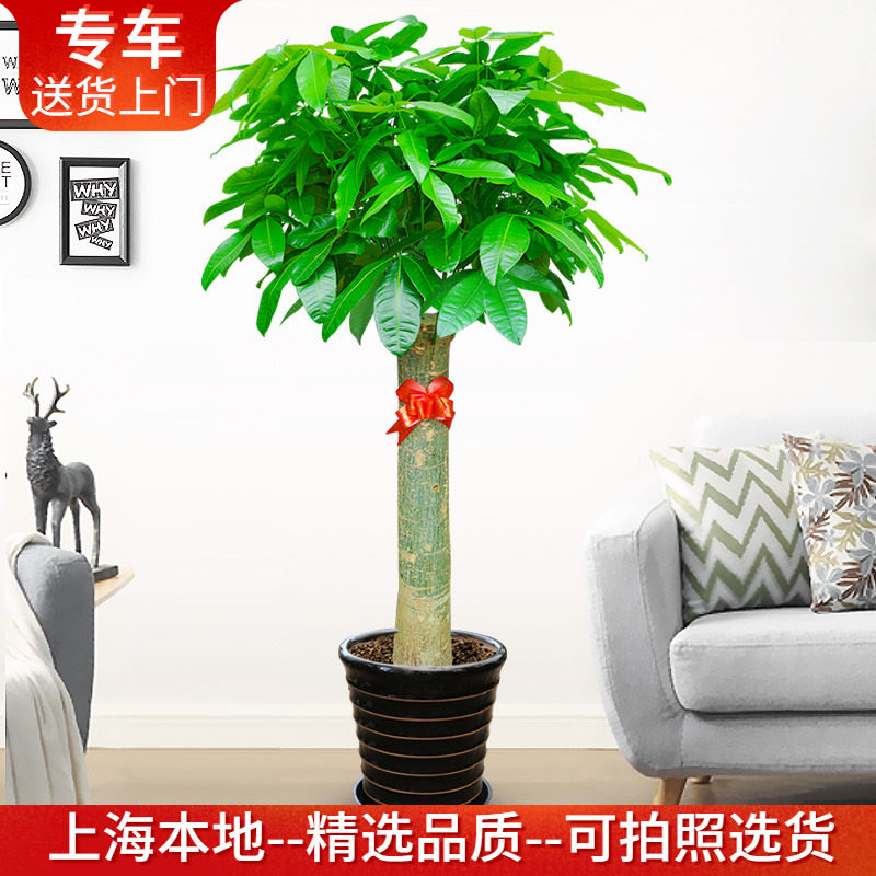 单杆发财树盆栽大型室内办公室植物开业乔迁礼品绿植花卉送货上门,鲜花速递/花卉仿真/绿植园艺,大型绿植/成品组合盆栽,淘宝优惠券,粉丝福利购,淘宝优惠卷