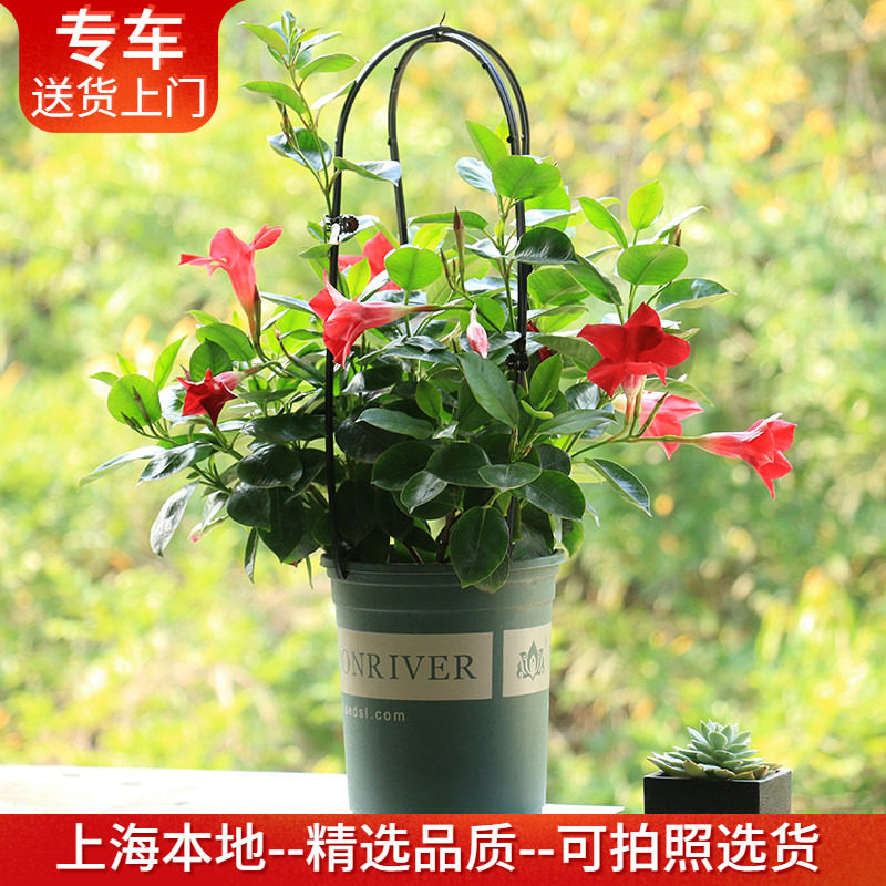 双喜藤飘香藤盆栽 花期长爬藤攀援藤本开花植物 户外庭院阳台花卉