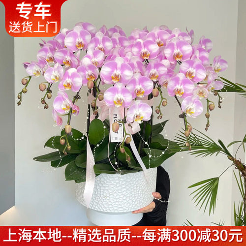 明星蝴蝶兰盆栽大花品种高档花卉