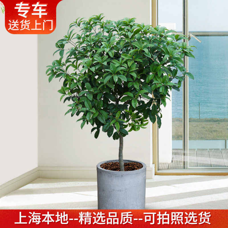 大型桂花树盆栽 带花出售 阳台庭院户外绿植耐寒耐晒观花植物花卉