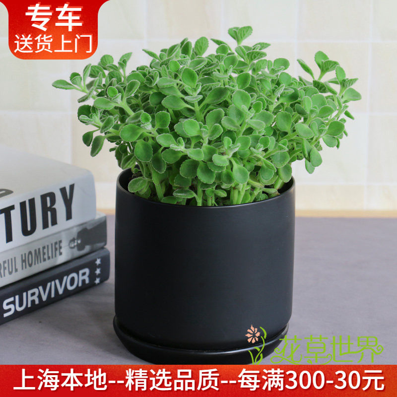 碰碰香盆栽一抹香盆栽 芳香趣味多肉小植物一碰就有香味窗台阳台