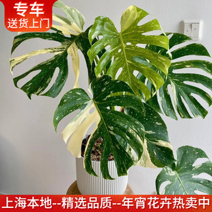 白锦龟背竹洒金龟背竹盆栽阴阳白龟 热植网红植物室内桌面绿植