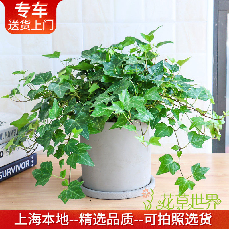 常春藤盆栽 除苯净化空气绿植垂吊植物 卧室客厅阳台办公室绿化