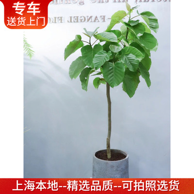 爱心榕盆栽心叶榕大叶子植物室内