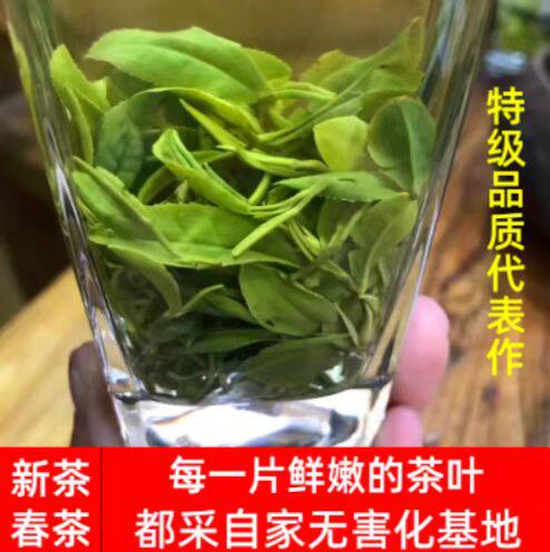 绿茶日照绿茶2026新茶叶春茶散装板栗香500g山东耐泡露天茶豆香型