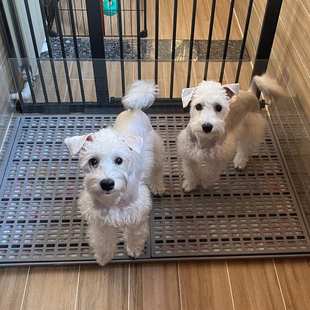 方便易清洁平板狗厕所大号大型犬小型通用中型防滑狗尿宠物冲水