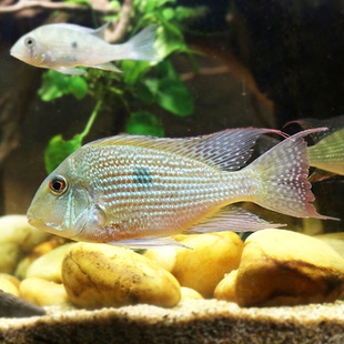 关刀鱼南美食土鲷鱼斯威尼红头力关刀鱼龙鱼配鱼原慈鲷热带观赏鱼