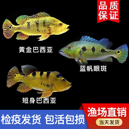三间鱼巴西亚鱼热带观赏鱼中大型活体鱼龙鱼水族蓝帆眼斑红老虎鱼