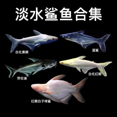 热带淡水观赏鲨鱼活体蓝鲨