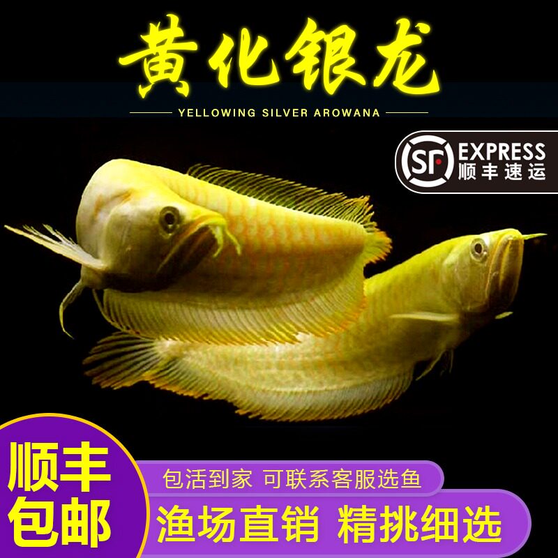 黄化白子银龙鱼观赏鱼大型鱼热带观赏鱼好养耐活淡水招财鱼热带鱼