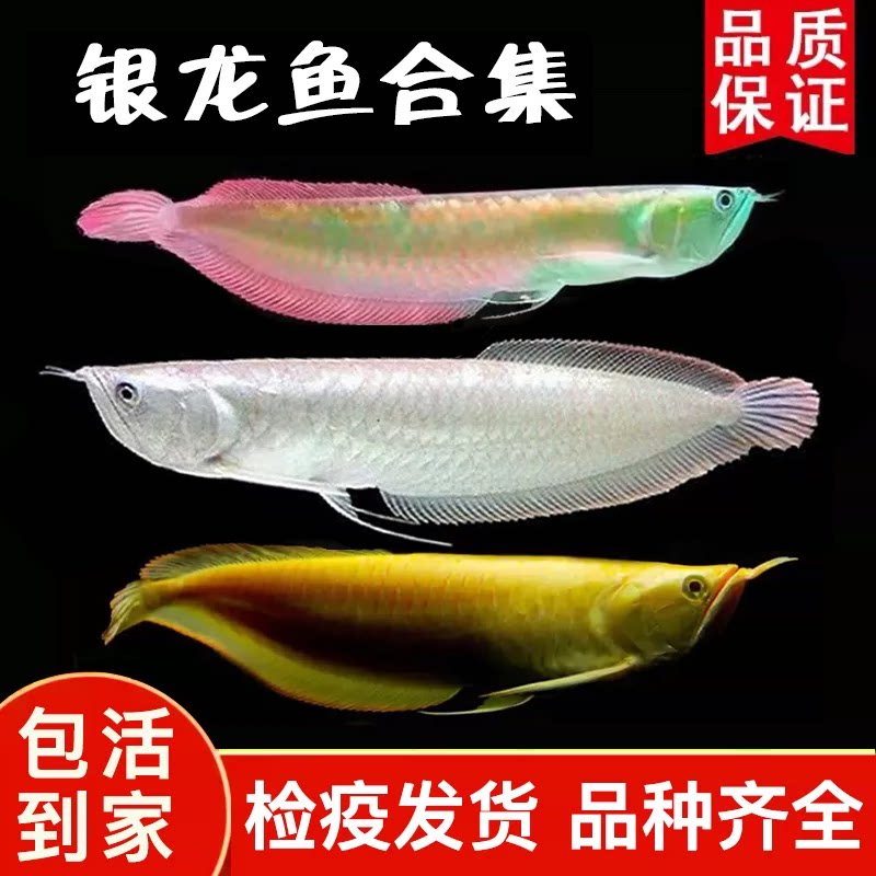 七彩银龙鱼活鱼苗大型热带观赏鱼鱼