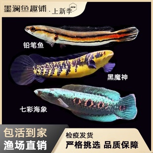 大铅笔鱼观赏鱼黑魔神七彩海象中加红帝王雷龙中大型凶猛肉食鱼