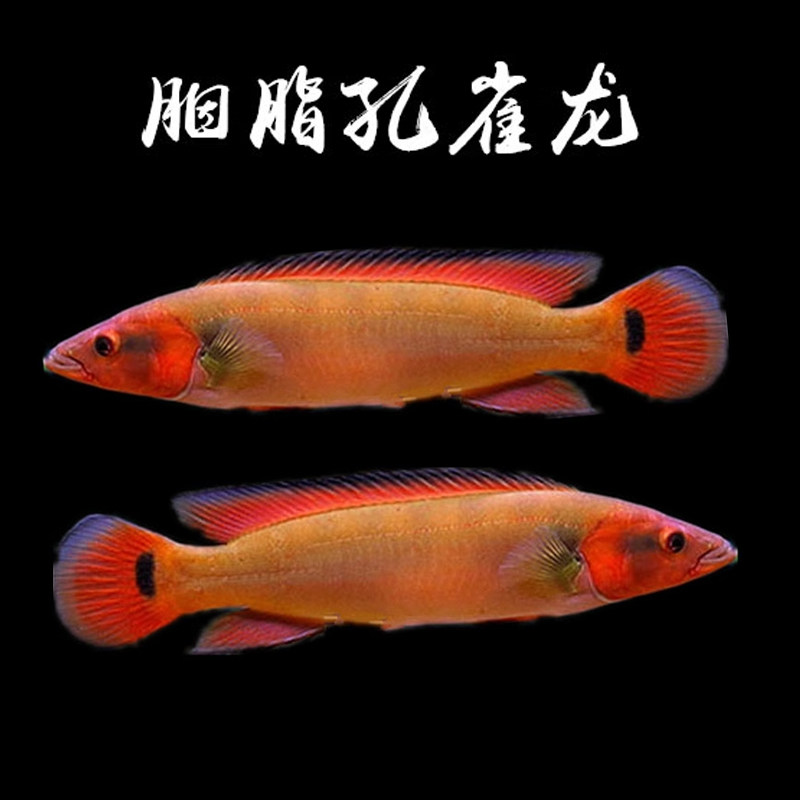 胭脂孔雀龙鱼血喉斑马孔雀龙狐狸鱼