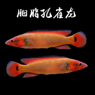 胭脂孔雀龙鱼血喉斑马孔雀龙狐狸孔雀龙配鱼观赏鱼活体鱼
