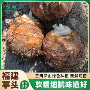 福建三明毛芋头农家新鲜现挖芋头母 红白芽芋头母 芋艿炒辣椒酸菜