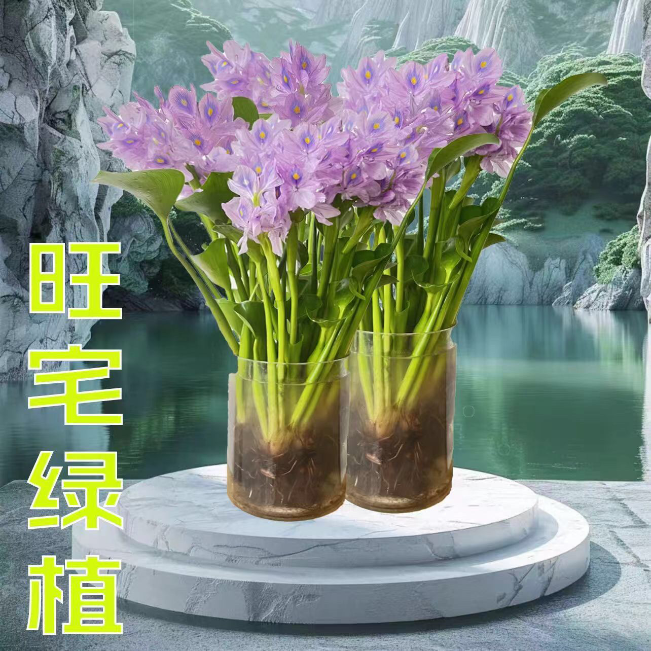 四季开花招财元宝水培花卉水培植物桌面盆栽客厅办公室旺宅紫色花