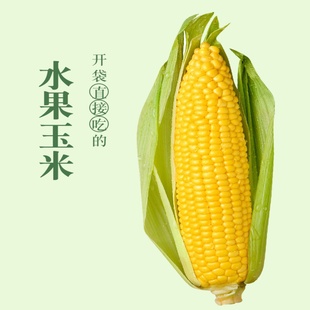 吉米青青水果玉米8穗装新鲜苞米甜粘玉米棒学生早餐健康非转基因