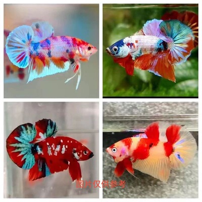 热带鱼观赏鱼泰国斗鱼高端糖果色荧光糖果漫画大耳