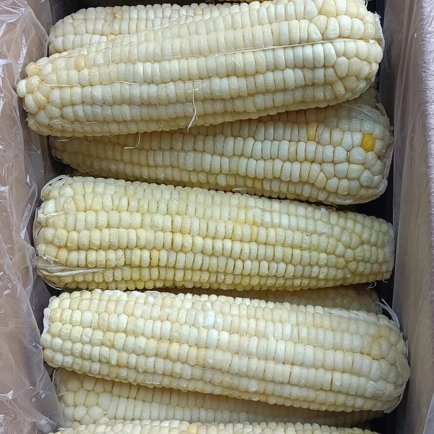冰糖拉丝玉米棒，40根/箱，香糯甜，会拉丝。白黄规格随机发货。