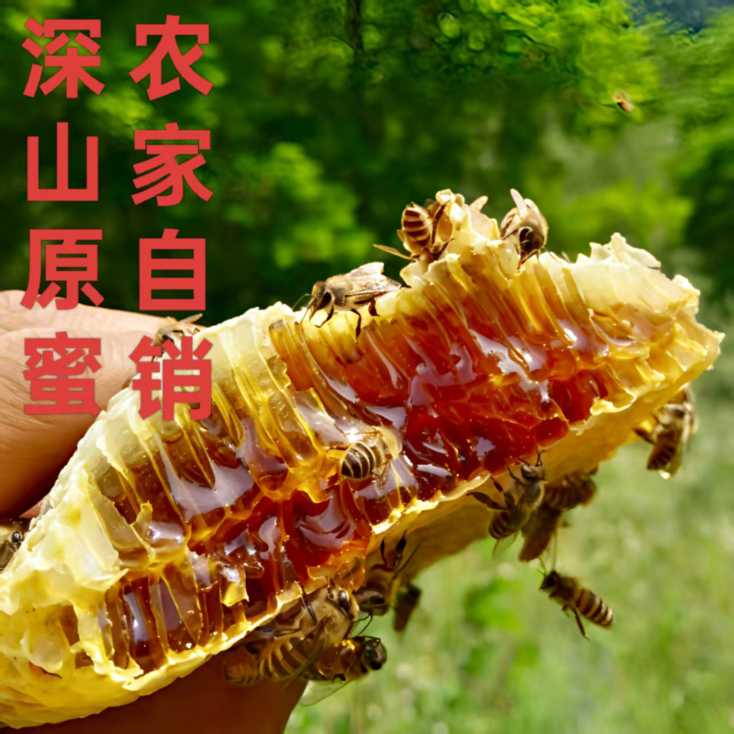 蜂蜜自然正宗野生纯正天然农家自产木桶瓶装百花蜜贵州土养土蜂蜜