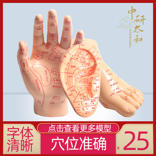 人体各种模型穴位教学模型脚模耳膜 手摸 型针灸推拿按摩穴位