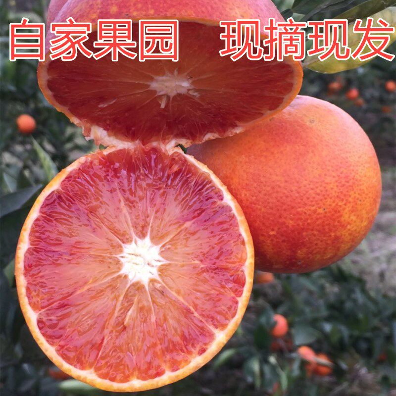 现摘现发重庆塔罗科血橙血丝橙应季新鲜孕妇水果橙子整箱包邮