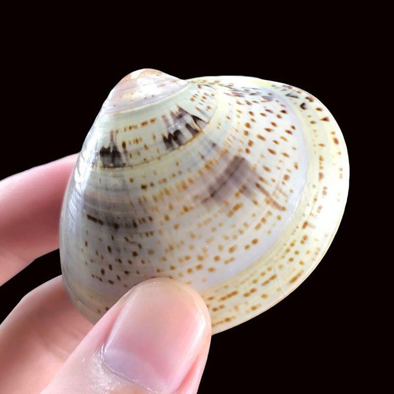 【贝壳蛤蜊油】瓦壳油贝壳油歪子油嘎啦油老式护手霜抹手搓手擦手