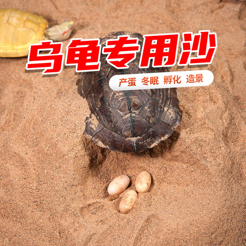 乌龟冬眠产蛋细沙黄泥沙生蛋免洗
