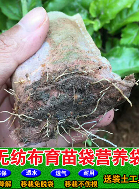 可降解白色品牌环保育苗袋袋定做包邮厂家直发品质保证价格优惠