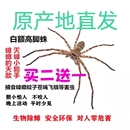 白额高脚蛛抓吃蟑螂 蜘蛛灭小强天敌克星吃蚊虫害虫活体宠物蜘蛛