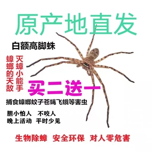 白额高脚蛛抓吃蟑螂 蜘蛛灭小强天敌克星吃蚊虫害虫活体宠物蜘蛛