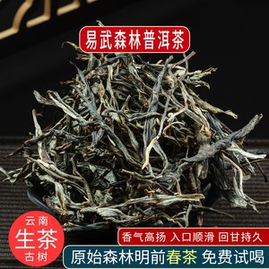 2023年易武原始森林古树头春普洱生茶云南古六大茶山高端野生茶叶