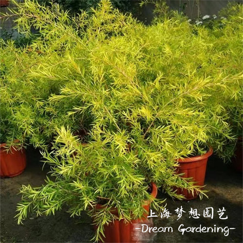 千层金庭院阳台净化空气耐晒