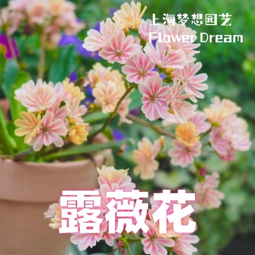 马齿苋科露薇花属夏季秋季