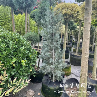 蓝冰柏盆栽大苗庭院常绿乔木松柏树耐寒耐热花镜观赏蓝色植物包邮