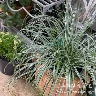 金叶苔草 艾弗里斯特苔草 金叶石菖蒲 棕叶苔草 多年生花镜植物