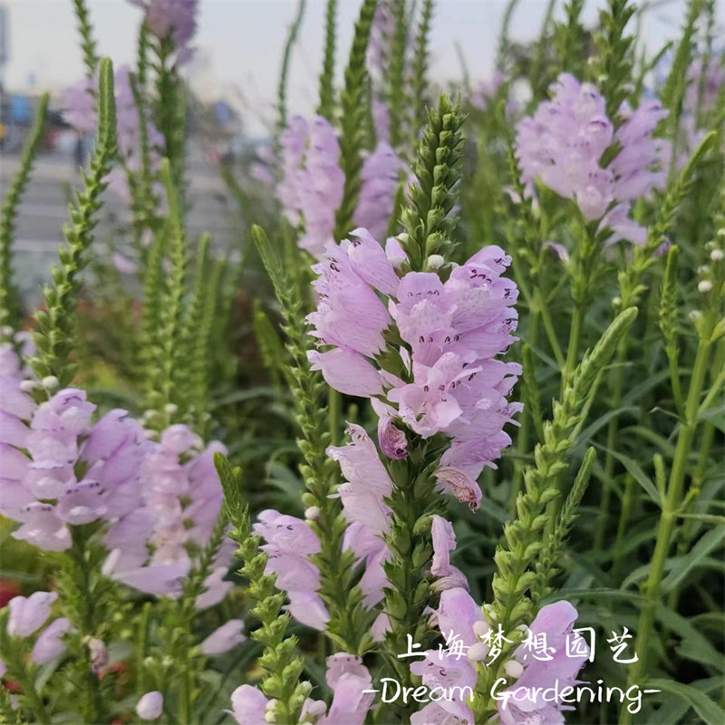 随意草盆栽 假龙头芝麻花 庭院阳台多年生宿根耐寒耐热花期长花卉