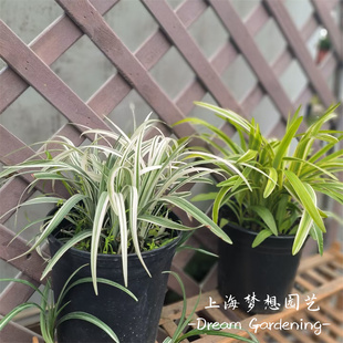金边阔叶麦冬盆栽 银边麦冬 花镜植物庭院阳台多年生耐寒耐热地被